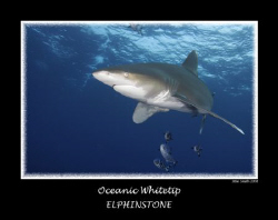 Longimanus at Elphinstone

full frame 10mm fish eye by Stew Smith 